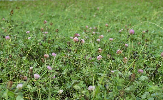 181220p7677HerbalLey-22-Main-679x419
