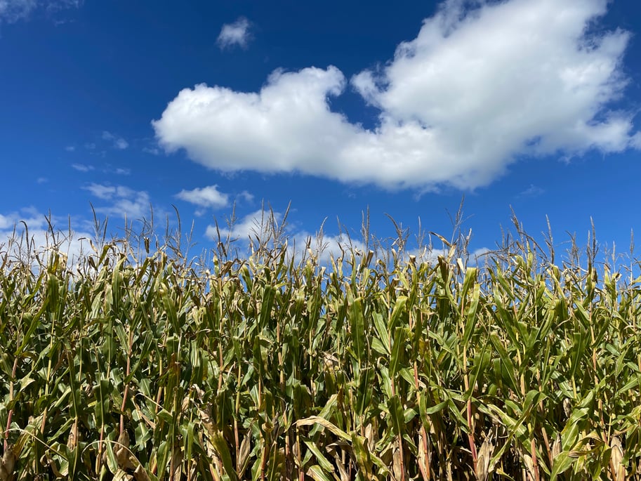 Apply vermicast to maize crops to support soil health