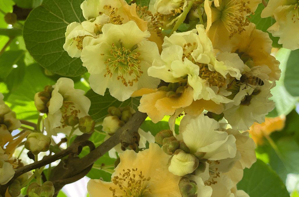 Kiwifruit flowers being pollinated by a bee