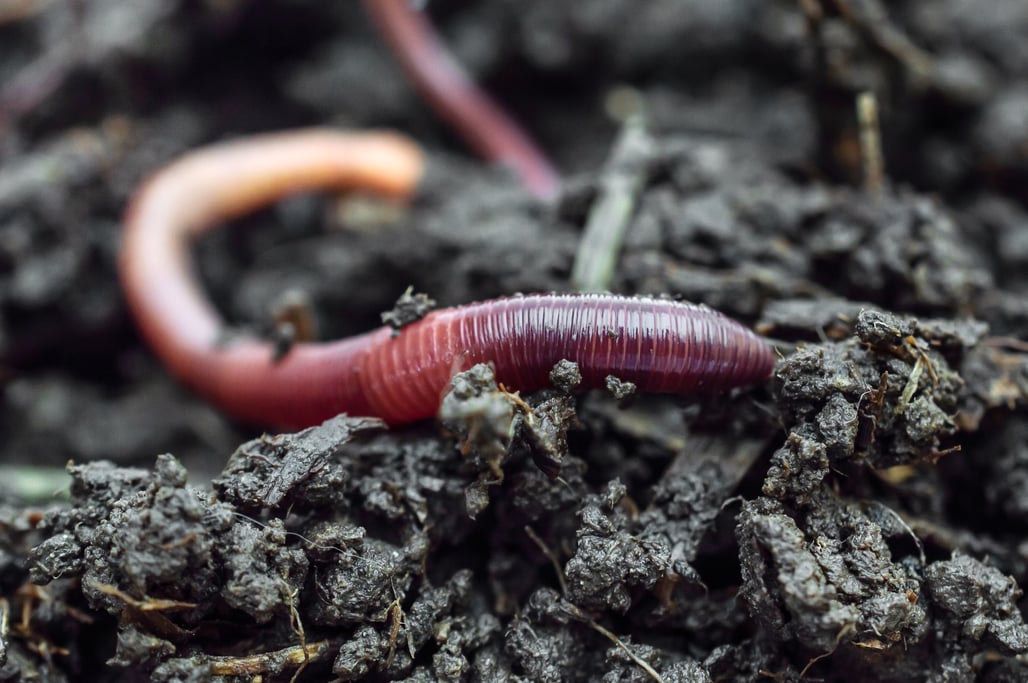MyNoke earthworm in healthy soil