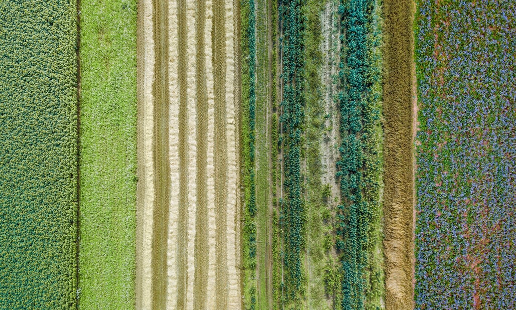 Aerial view of crop growth