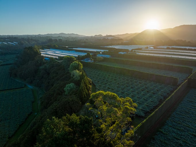 Bay of Plenty kiwifruit orchards aerial view