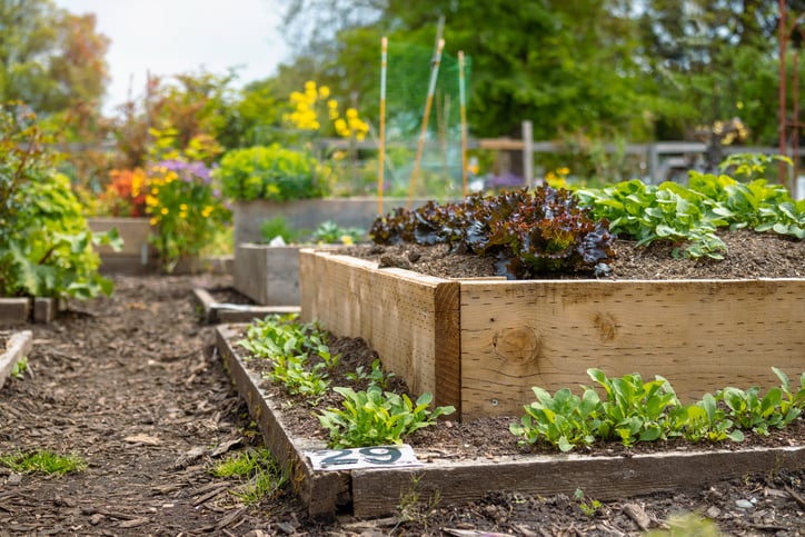 Raised home gardening garden beds in winter