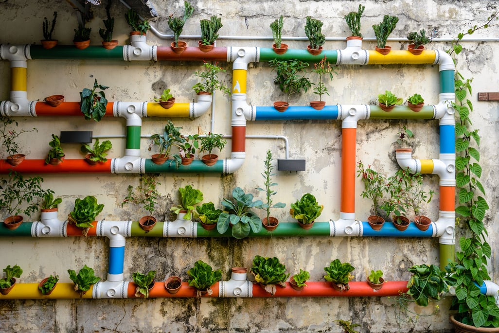 A unique way of growing plants