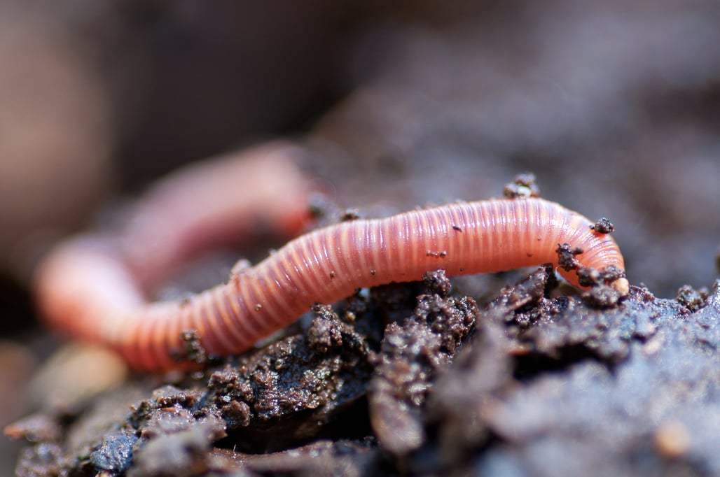 An earthworm hard at work making worm castings for vermicast organic compost