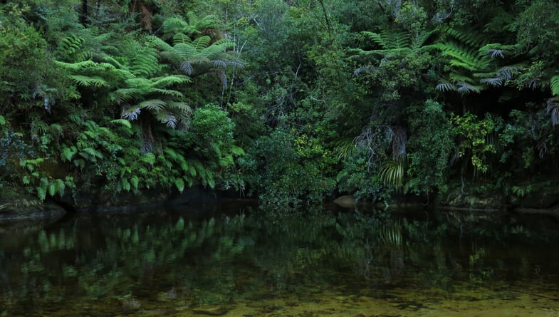Native New Zealand Bush