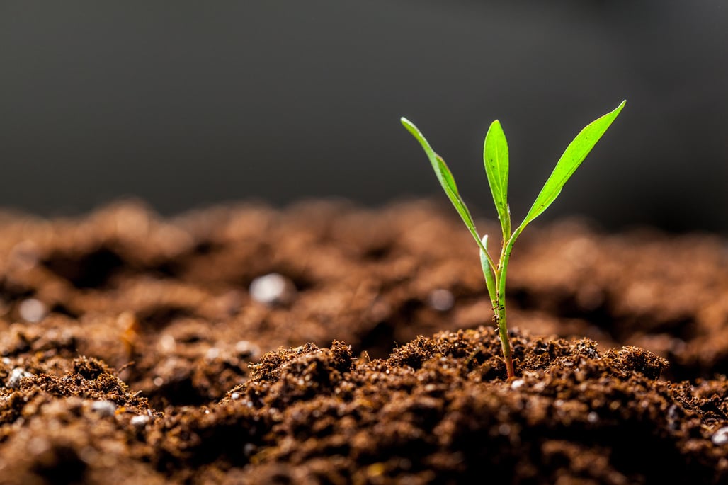 A plant growing in rich healthy soil