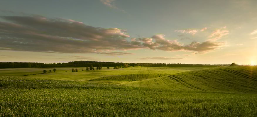 Pasture benefits from worm castings application before the dry summer months