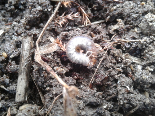 Grass Grub Beetle (Costelytra zealandica) © Brett Sandford