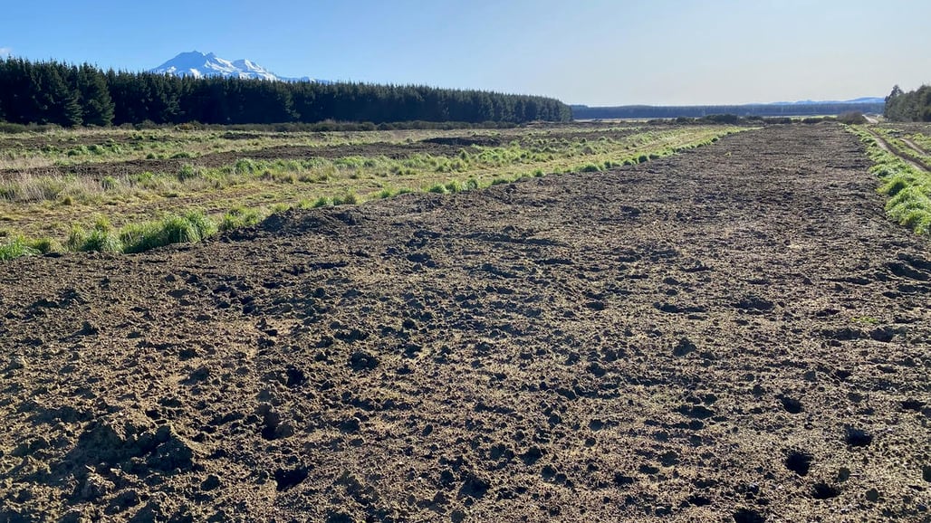Earthworm windrows at MyNoke's Ohakune vermicast site in the Central North Island of New Zealand